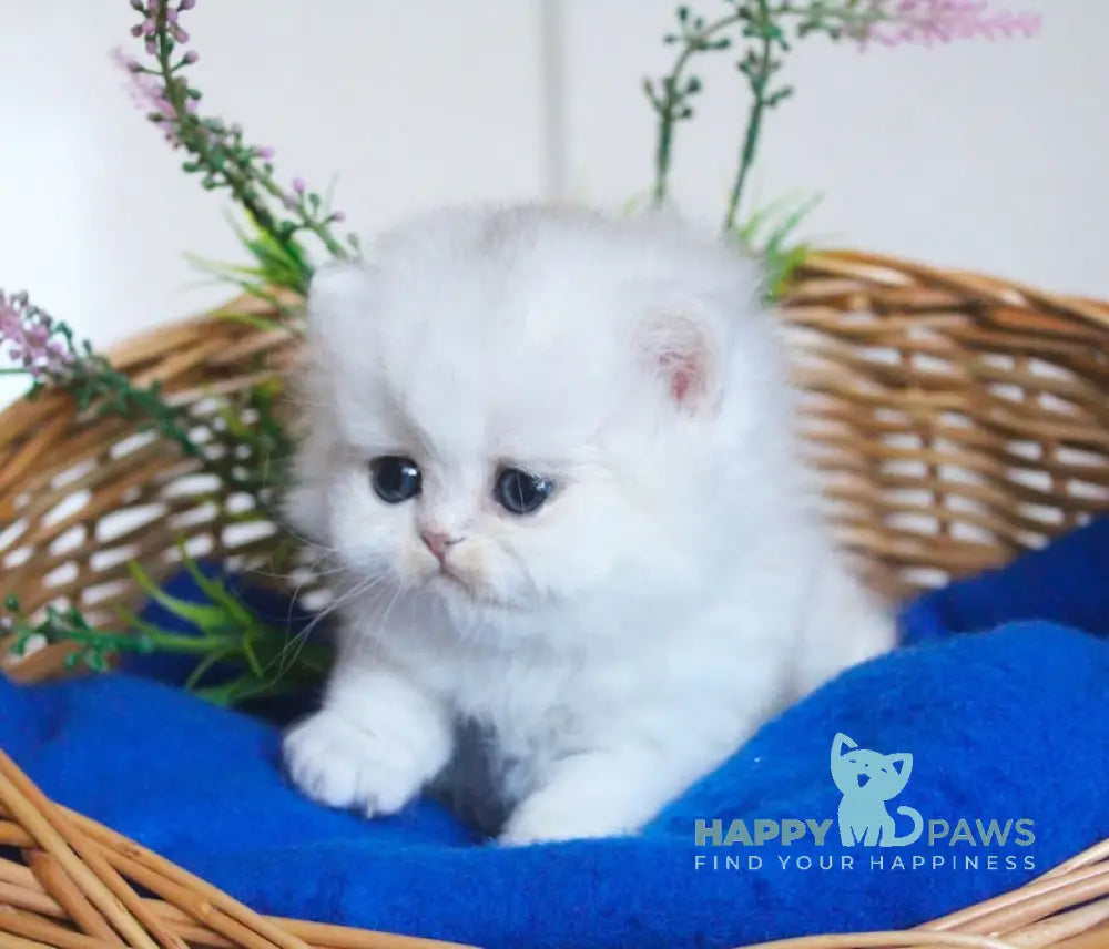 Candy British Longhair male black silver chinchilla live animals