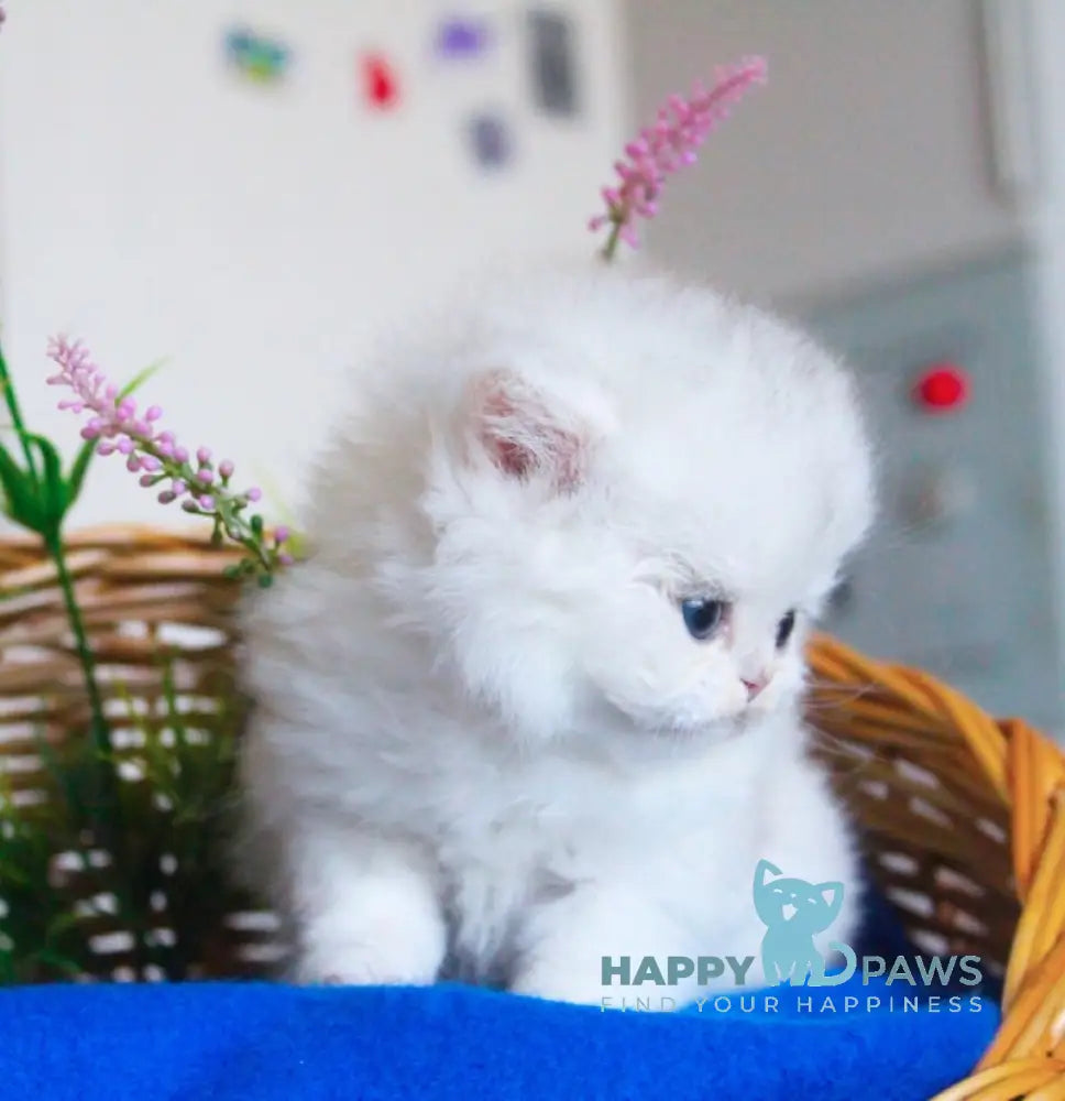 Candy British Longhair male black silver chinchilla live animals