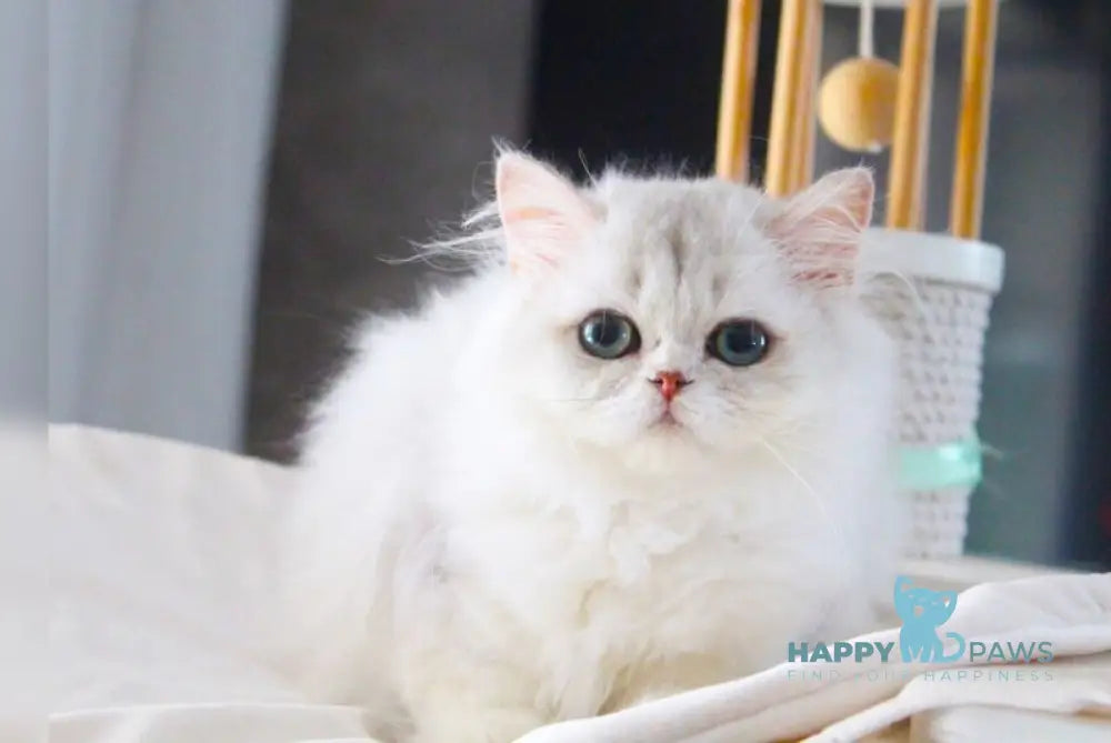 Candy British Longhair male black silver chinchilla live animals