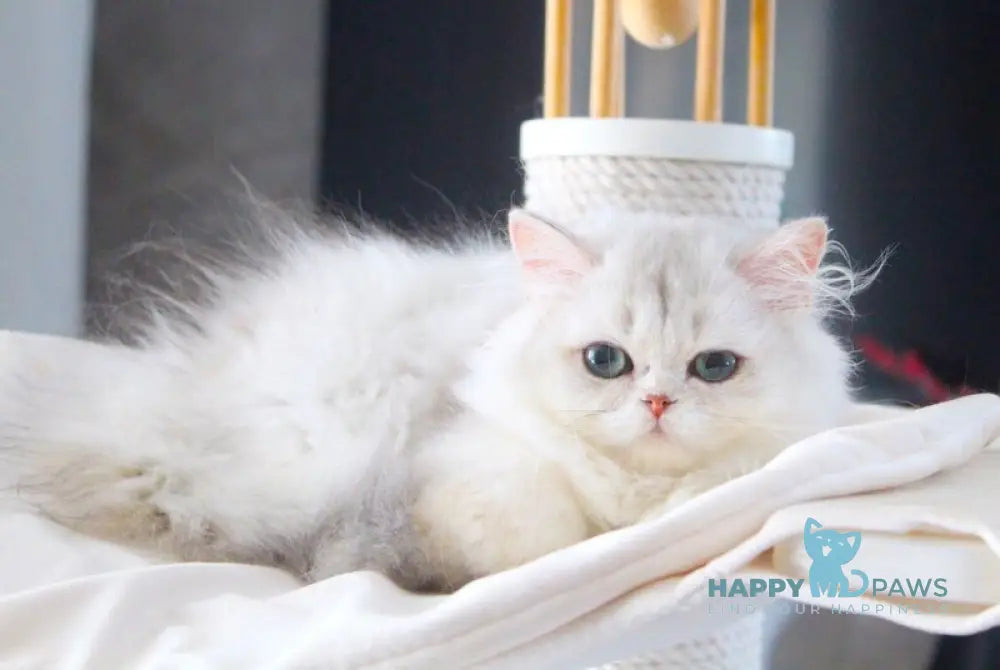 Candy British Longhair male black silver chinchilla live animals