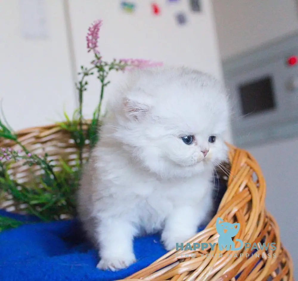 Candy British Longhair male black silver chinchilla live animals