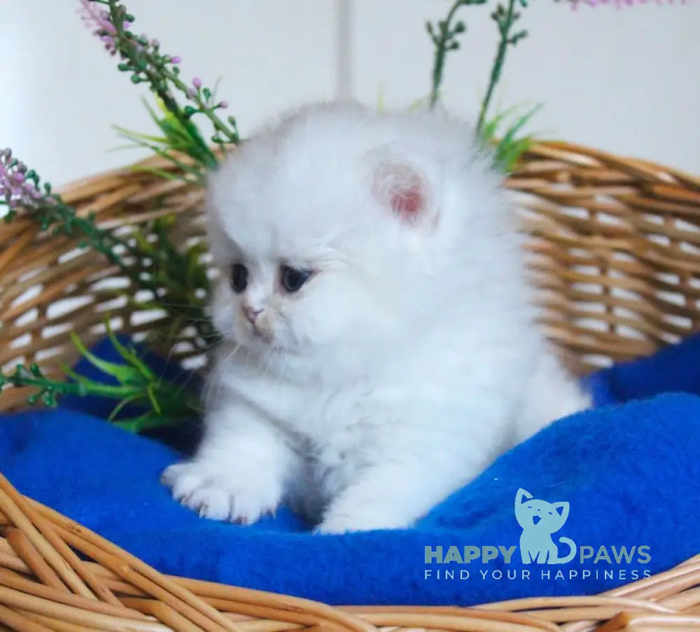 Candy British Longhair male black silver chinchilla live animals