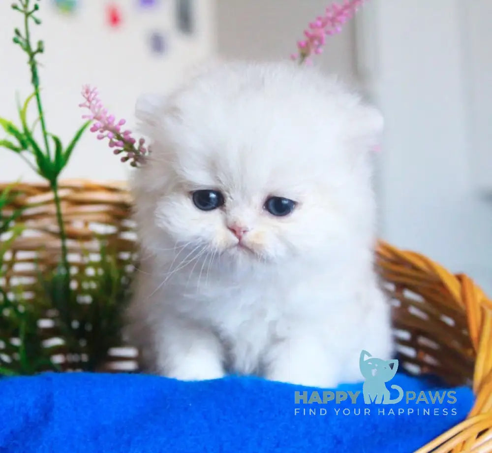 Candy British Longhair male black silver chinchilla live animals