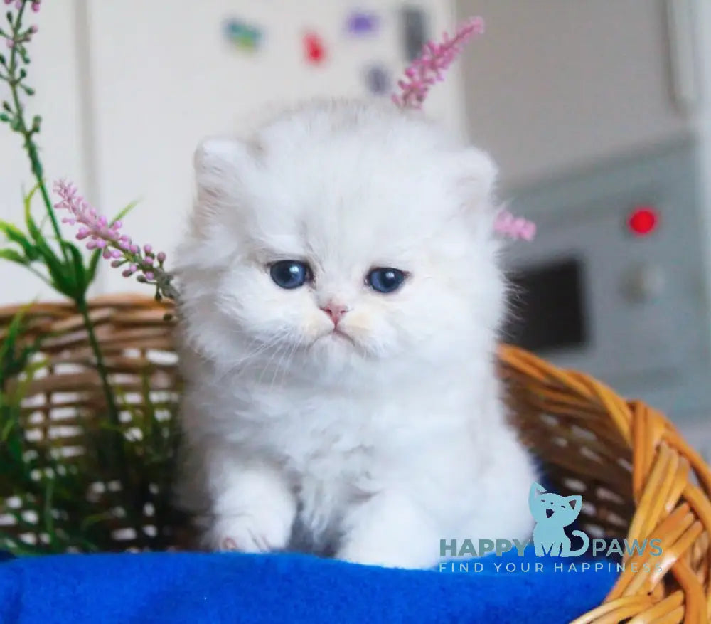 Candy British Longhair male black silver chinchilla live animals