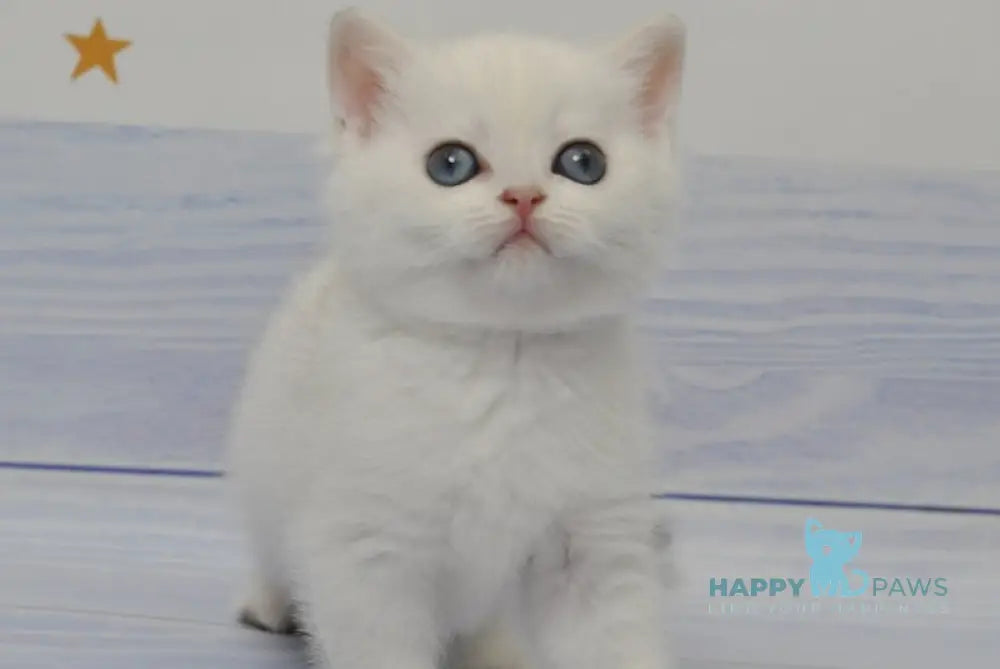 Candy British Shorthair female black golden shaded pointed live animals