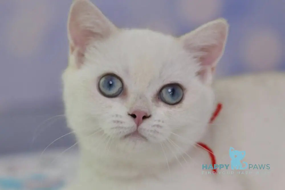 Candy British Shorthair female black golden shaded pointed live animals