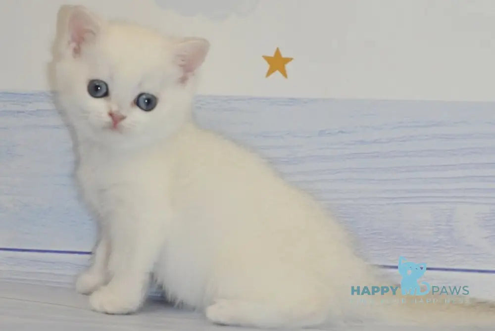 Candy British Shorthair female black golden shaded pointed live animals