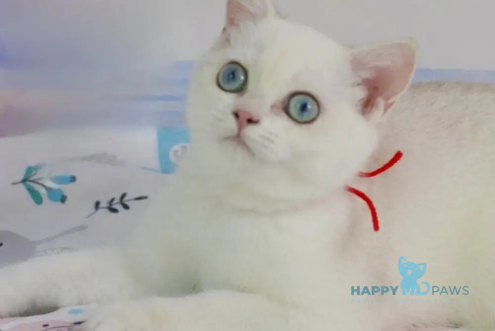 Candy British Shorthair female black golden shaded pointed live animals