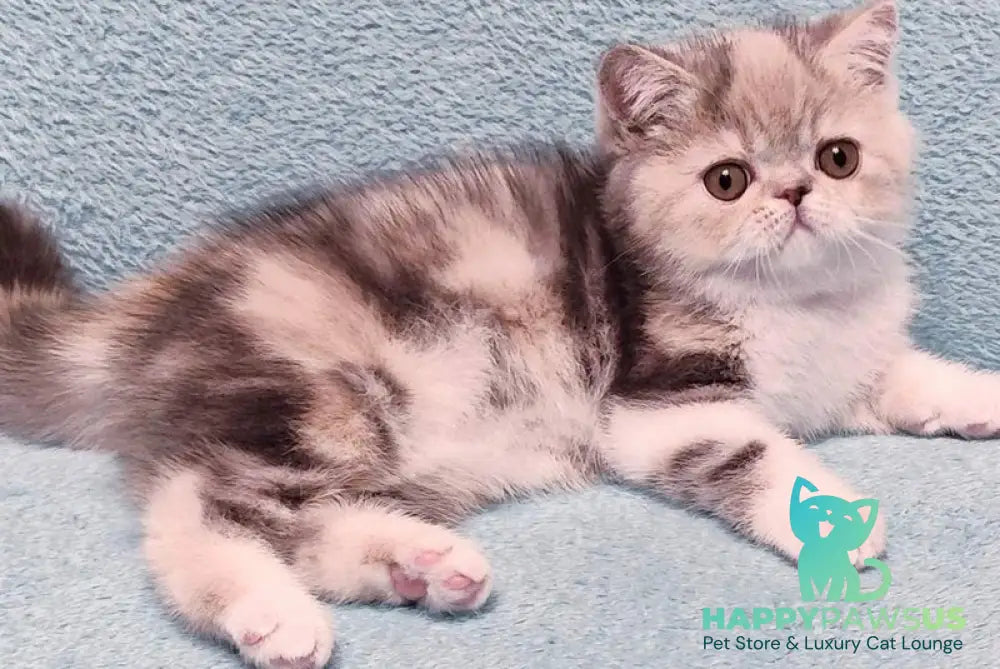 Candy Exotic female blue tortie tabby bicolour - live animals