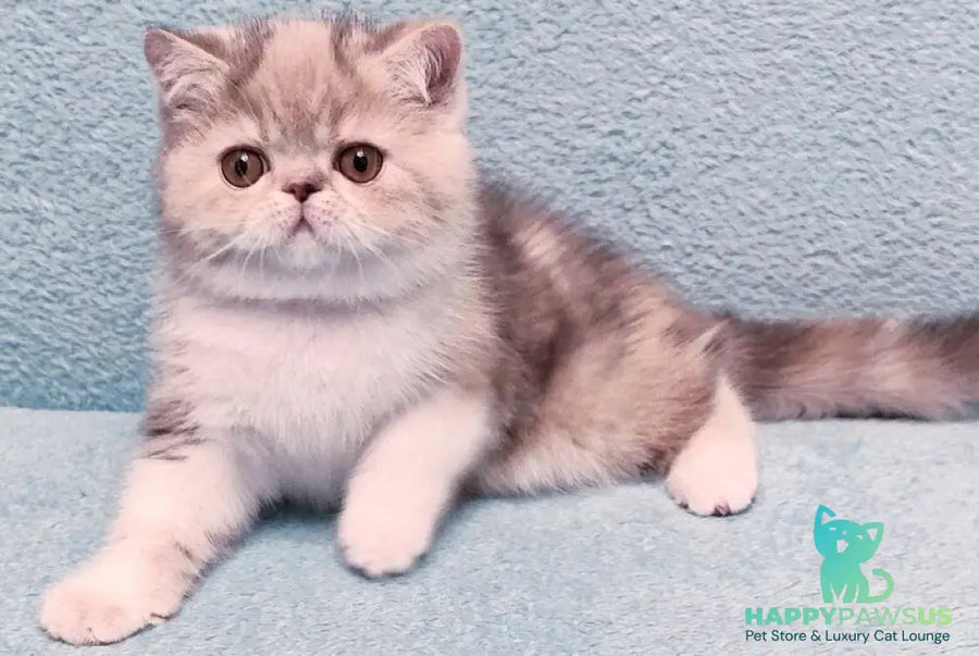 Candy Exotic female blue tortie tabby bicolour - live animals