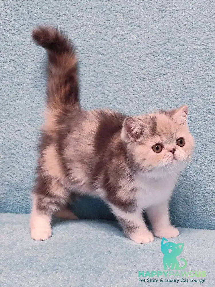 Candy Exotic female blue tortie tabby bicolour - live animals