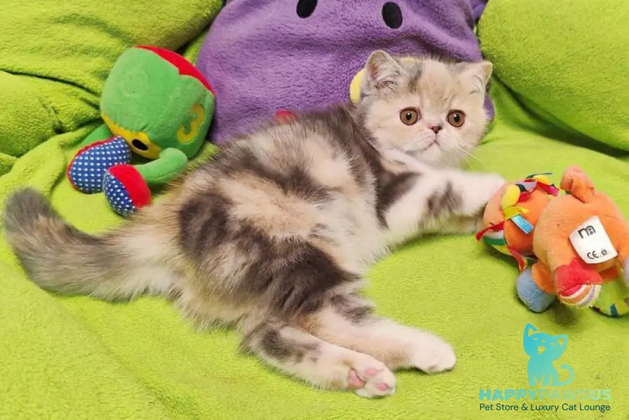 Candy Exotic female blue tortie tabby bicolour - live animals