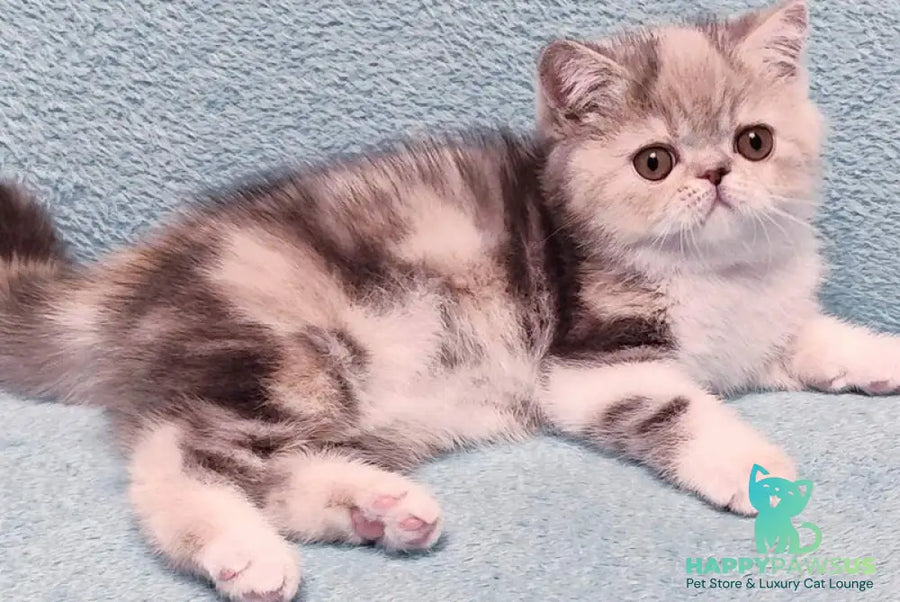 Candy Exotic female blue tortie tabby bicolour - live animals