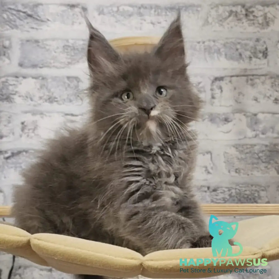 Candy Maine Coon female blue with white - live animals