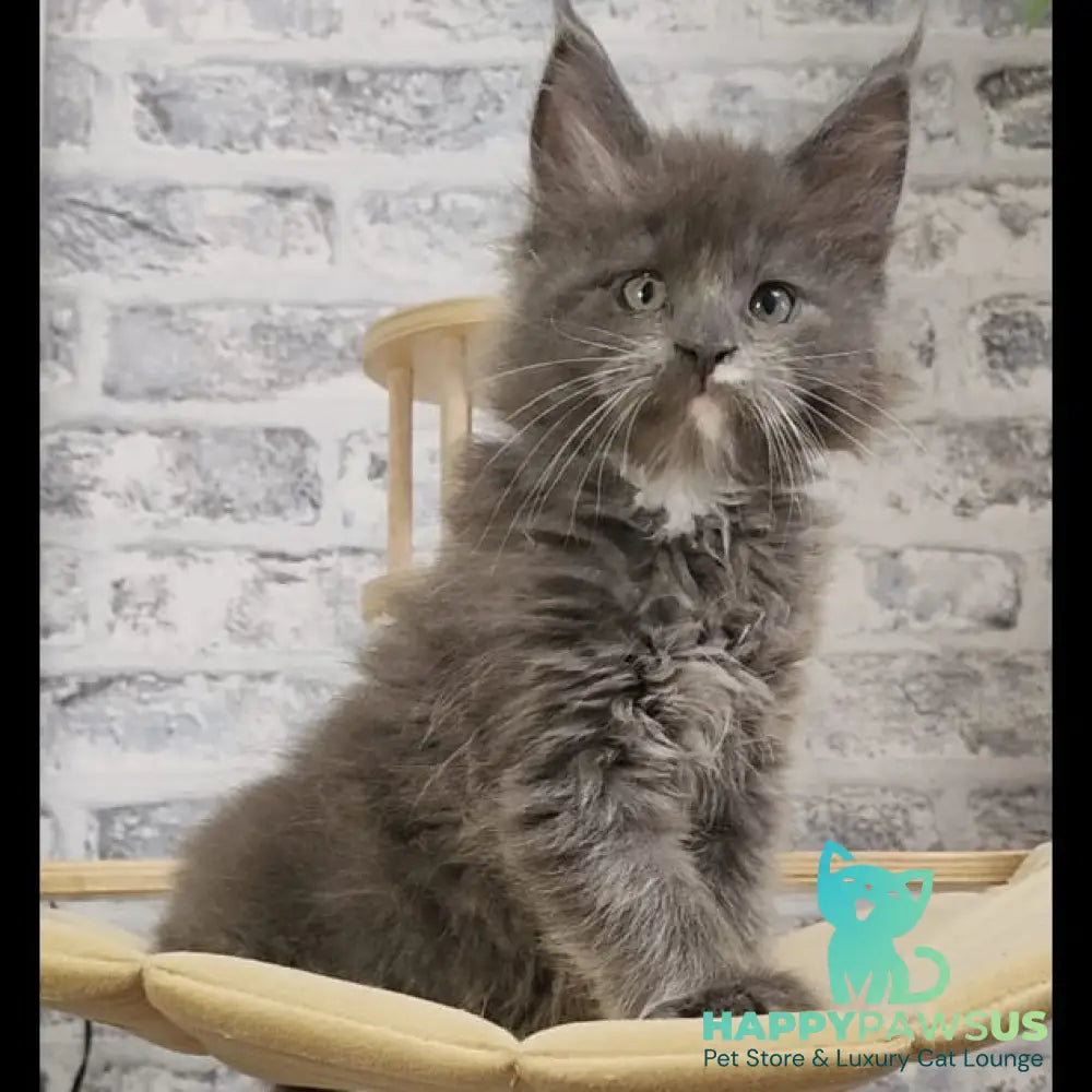 Candy Maine Coon female blue with white - live animals