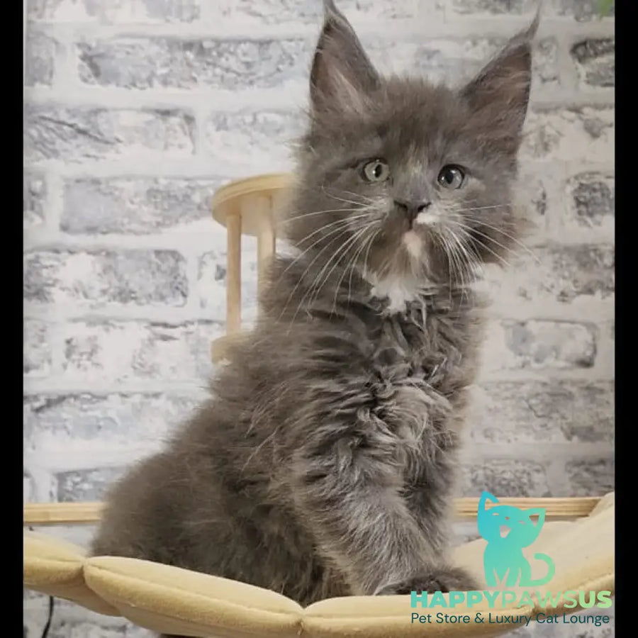 Candy Maine Coon female blue with white - live animals