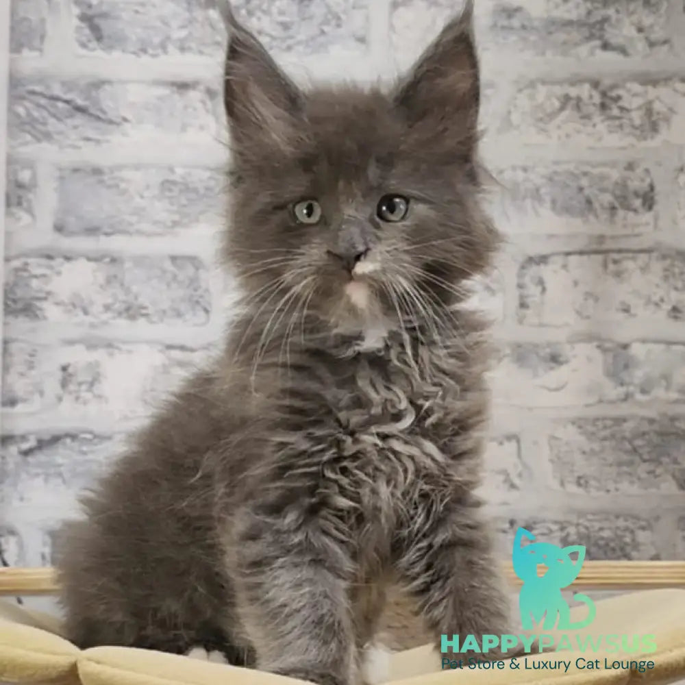 Candy Maine Coon female blue with white - live animals