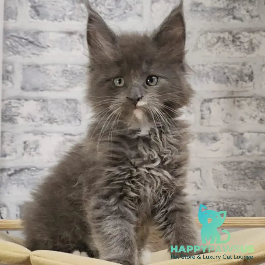 Candy Maine Coon female blue with white - live animals