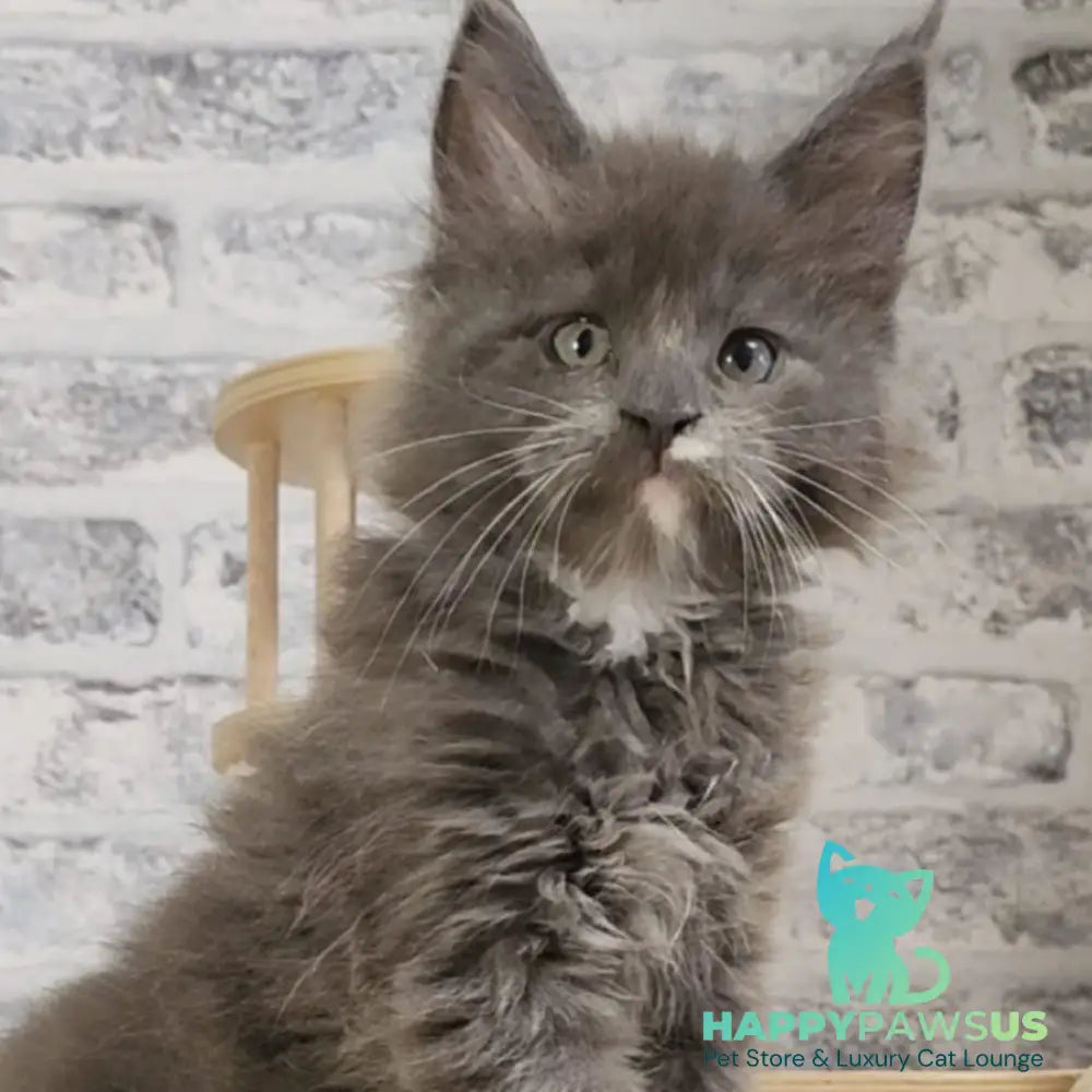 Candy Maine Coon female blue with white - live animals