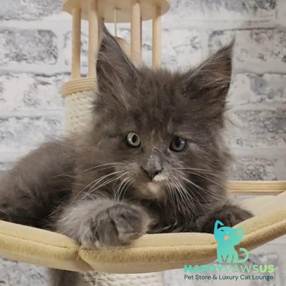 Candy Maine Coon female blue with white - live animals