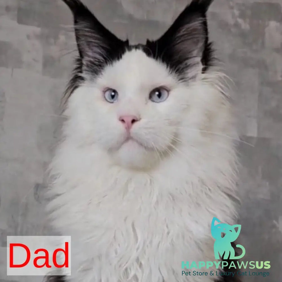 Candy Maine Coon female blue with white - live animals