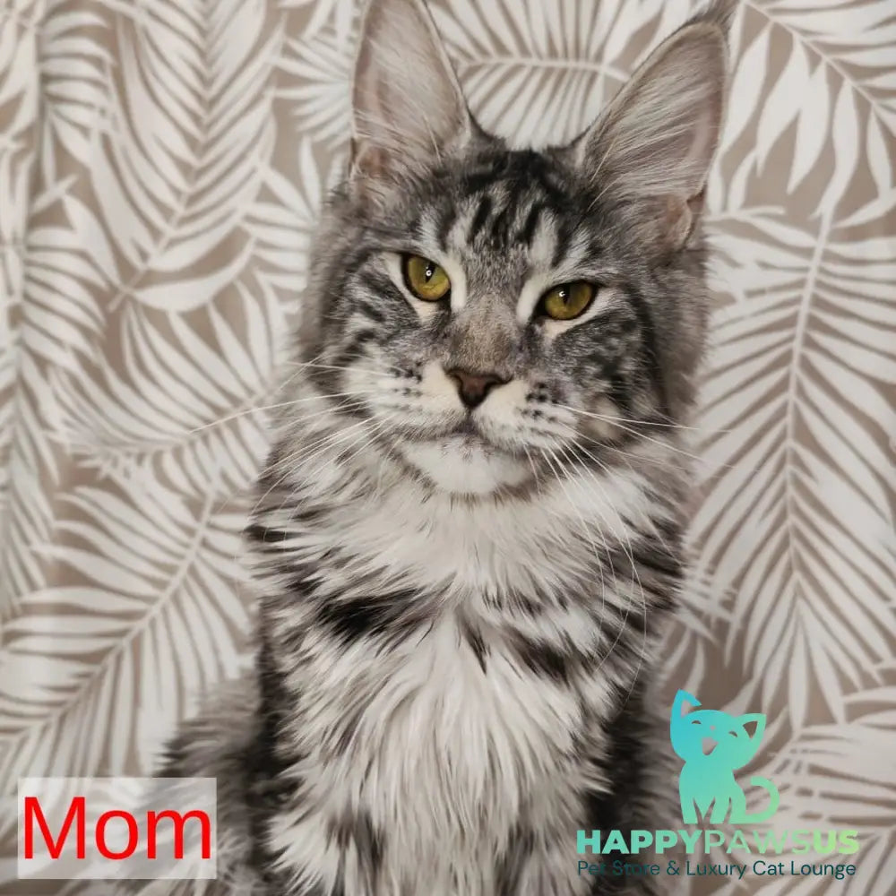 Candy Maine Coon female blue with white - live animals