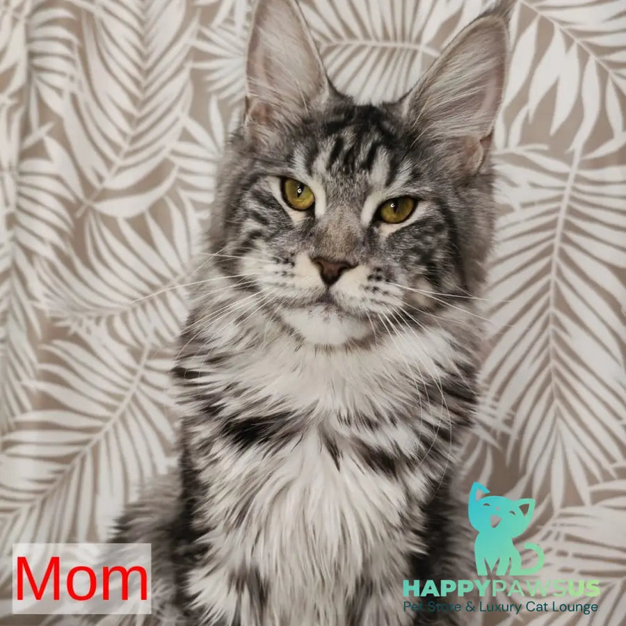 Candy Maine Coon female blue with white - live animals