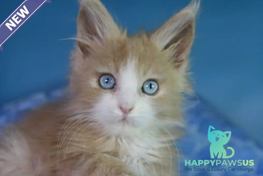 Candy Maine Coon male cream bicolour - live animals