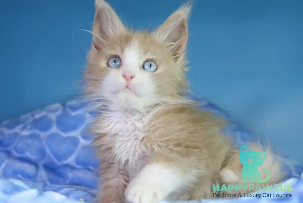 Candy Maine Coon male cream bicolour - live animals
