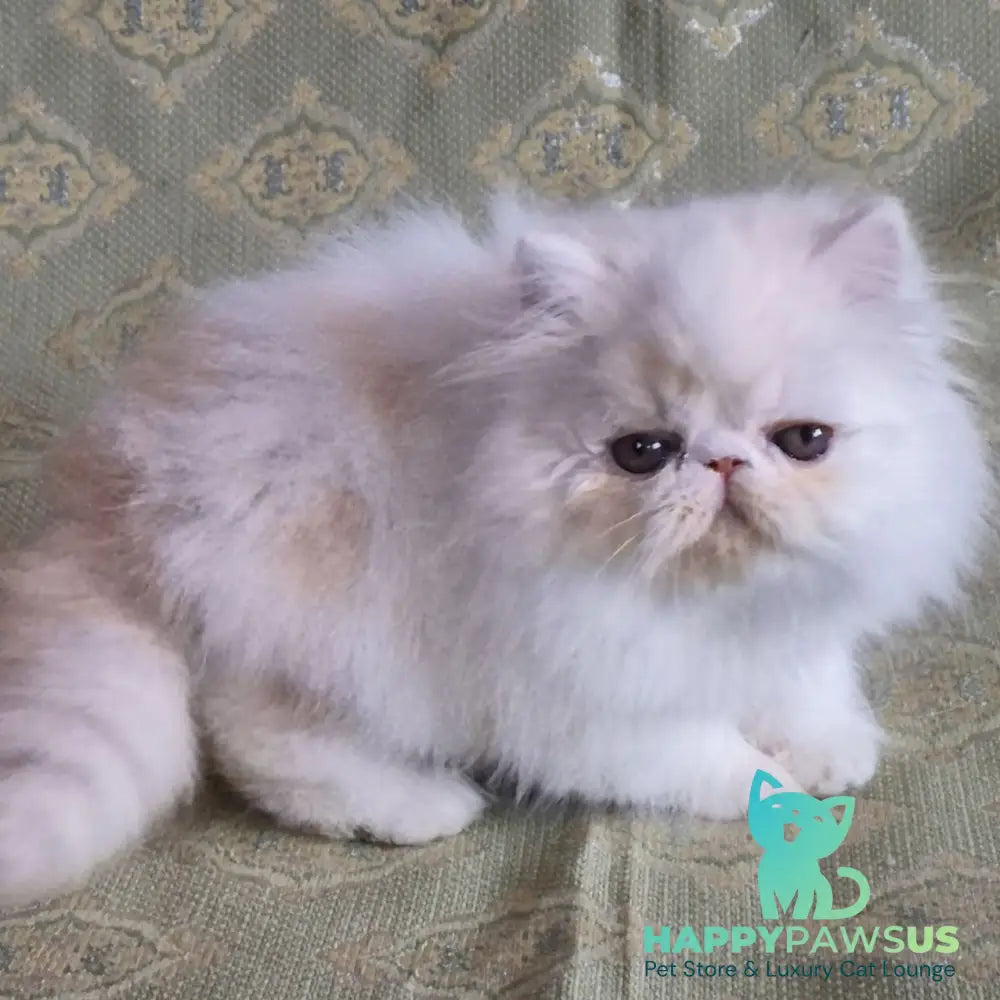 Candy Persian male red silver van - live animals