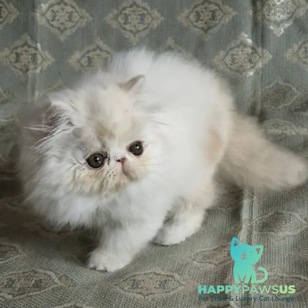 Candy Persian male red silver van - live animals
