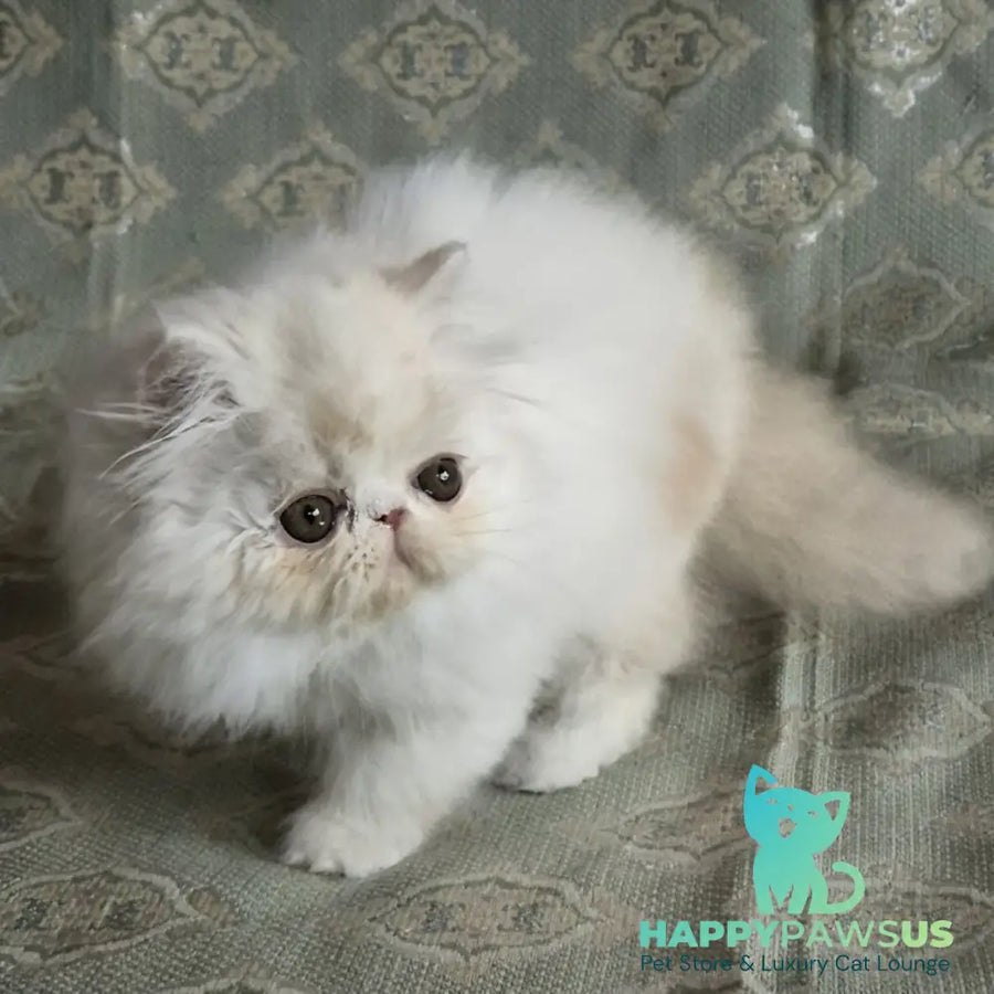Candy Persian male red silver van - live animals