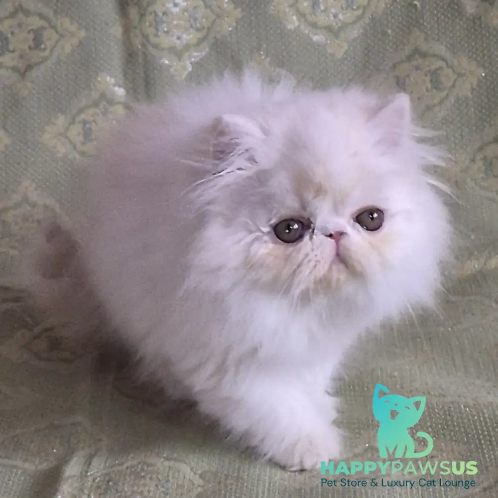 Candy Persian male red silver van - live animals
