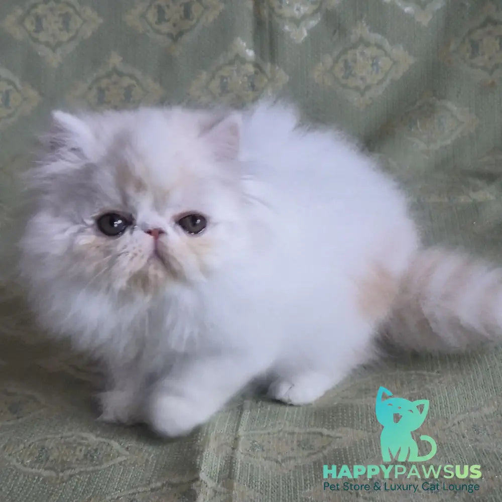 Candy Persian male red silver van - live animals