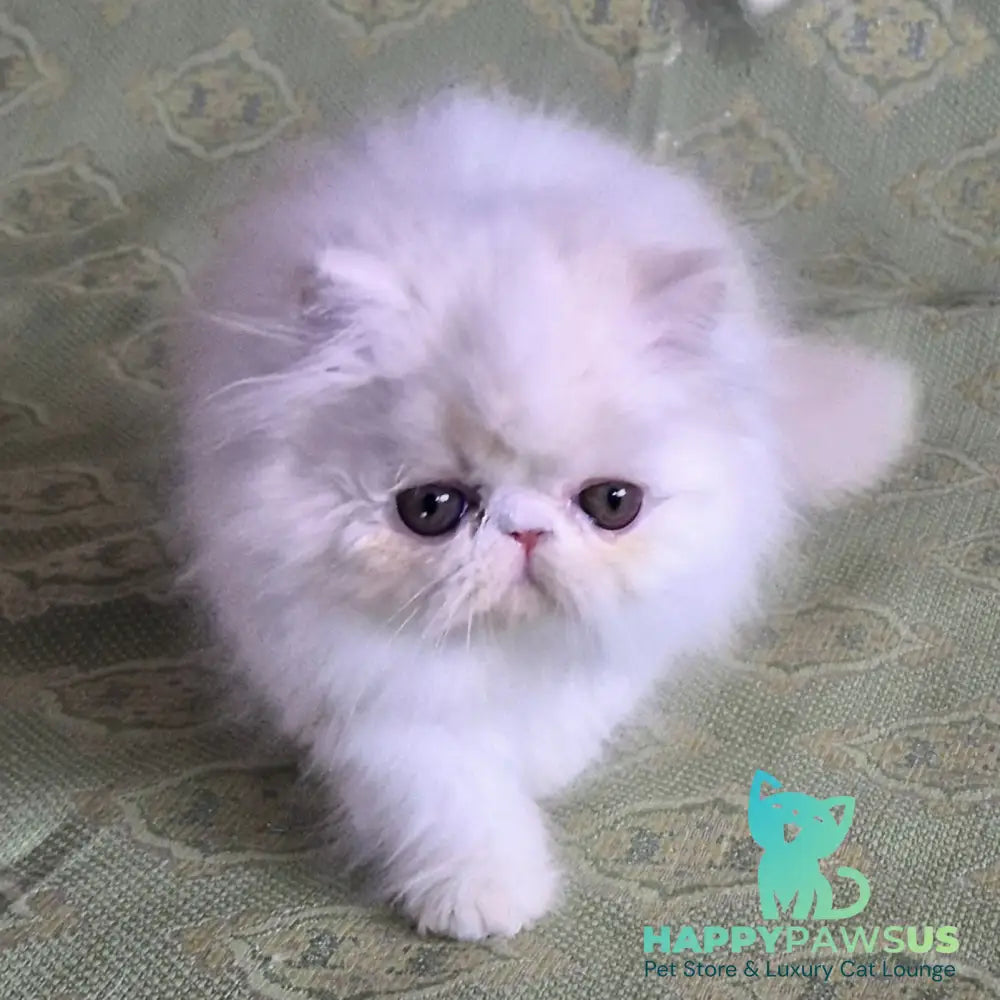 Candy Persian male red silver van - live animals