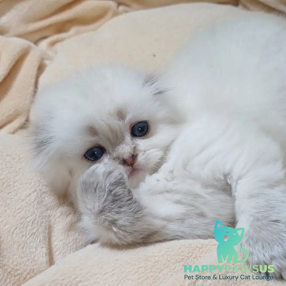 Candy Scottish Fold female black silver tabby pointed - live animals