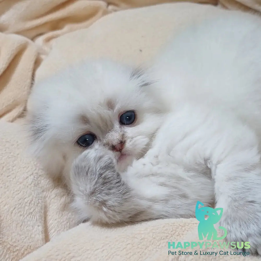 Candy Scottish Fold female black silver tabby pointed - live animals