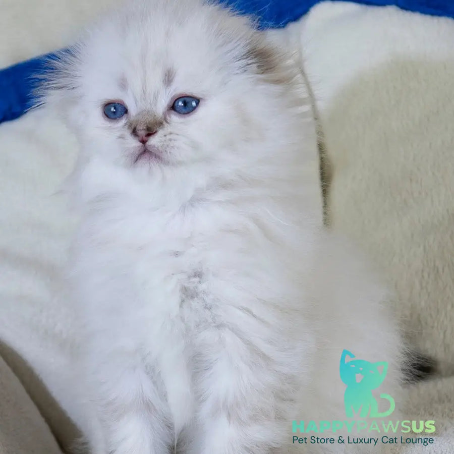 Candy Scottish Fold female black silver tabby pointed - live animals