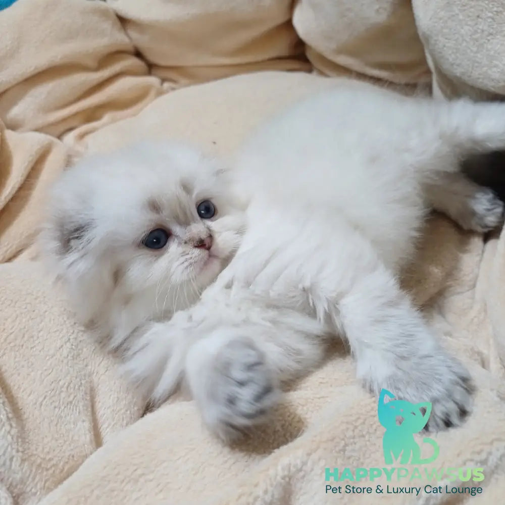 Candy Scottish Fold female black silver tabby pointed - live animals