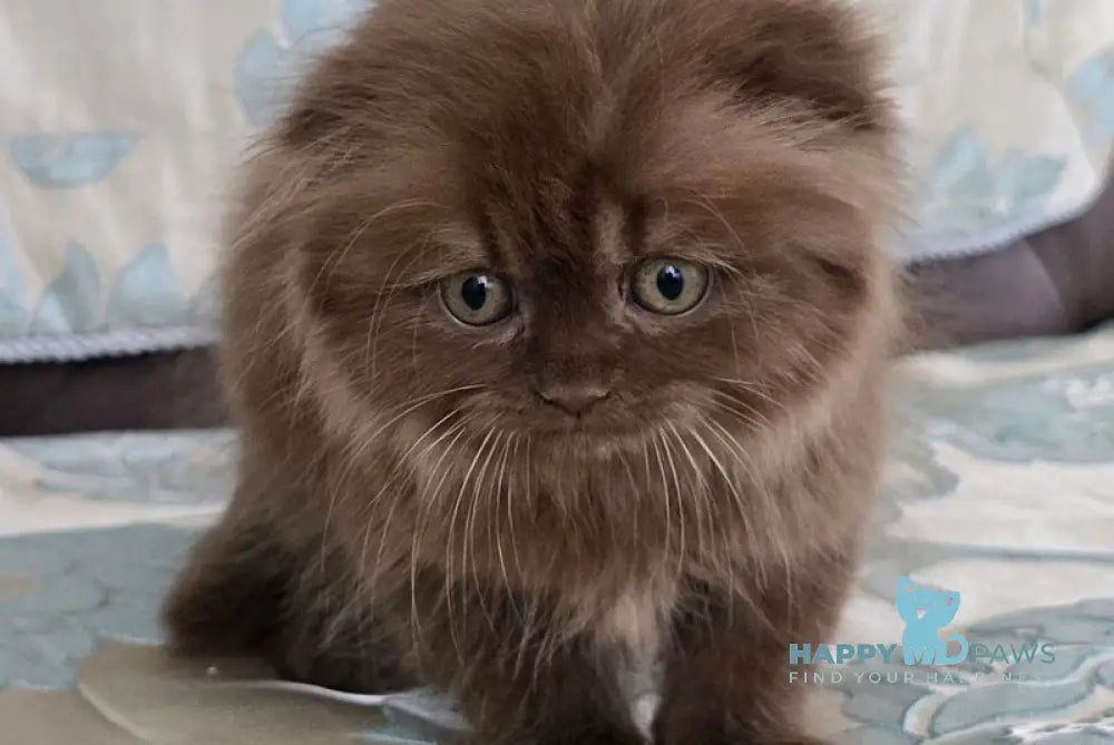 Candy Scottish Fold female chocolate live animals