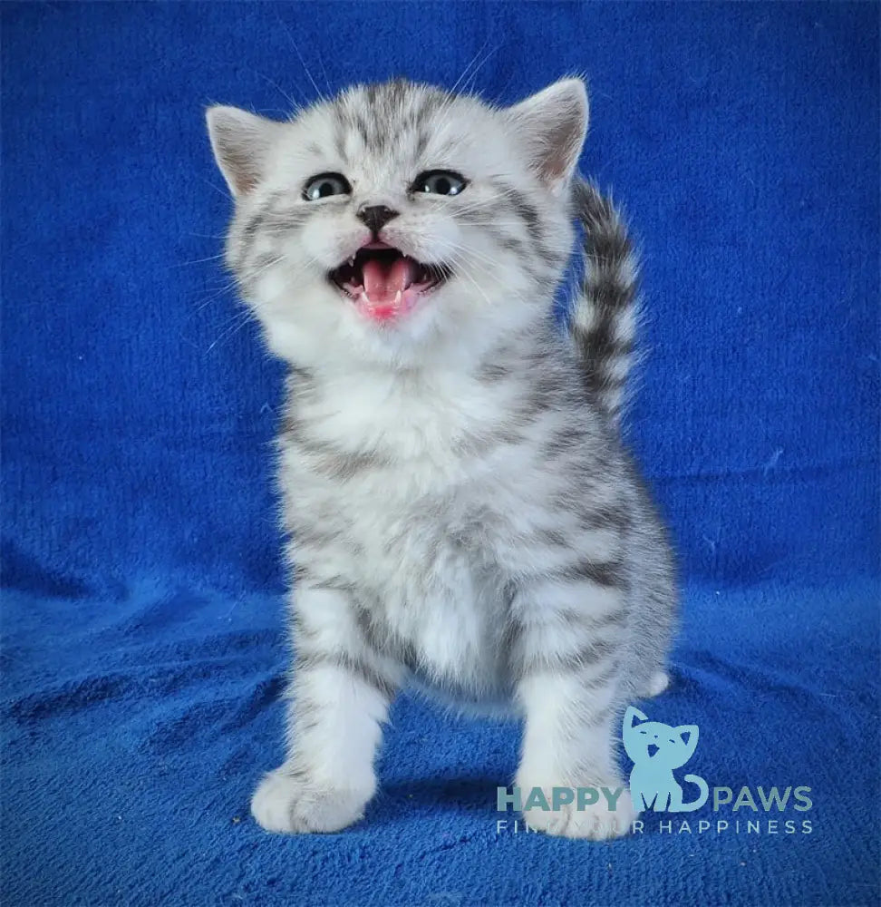 Candy Scottish Straight female black silver spotted tabby bicolour live animals