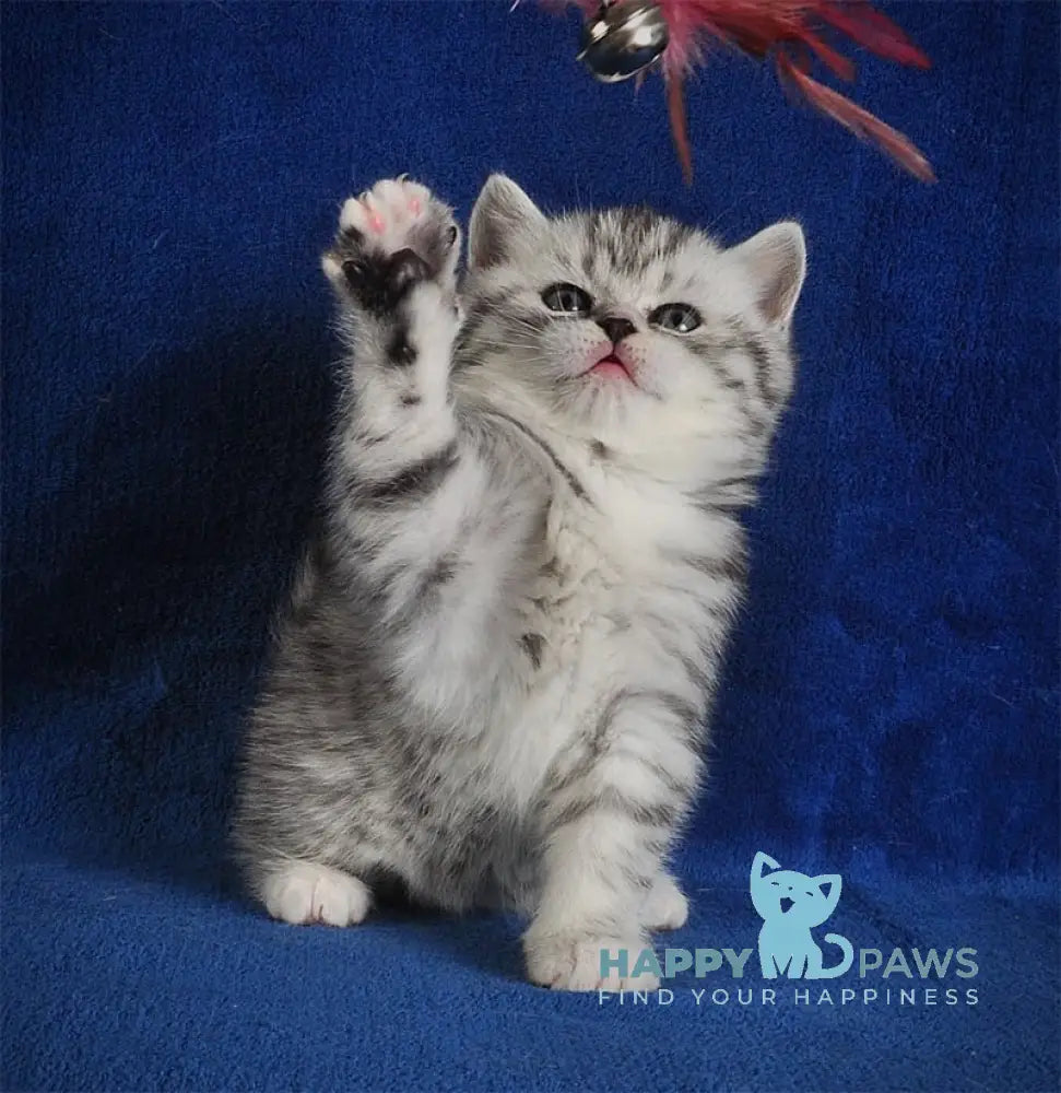 Candy Scottish Straight female black silver spotted tabby bicolour live animals