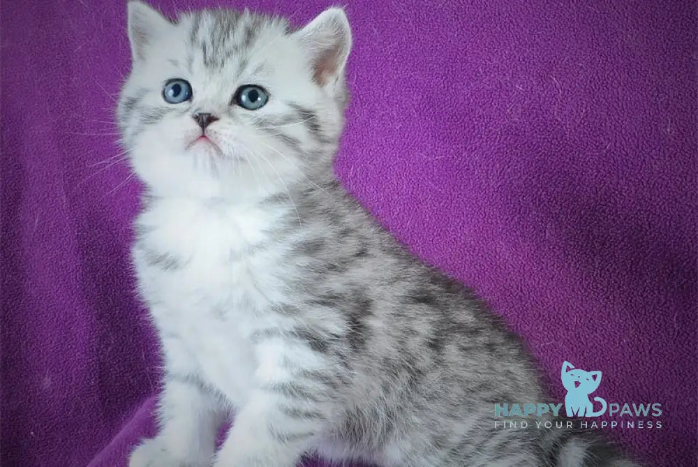 Candy Scottish Straight female black silver spotted tabby bicolour live animals
