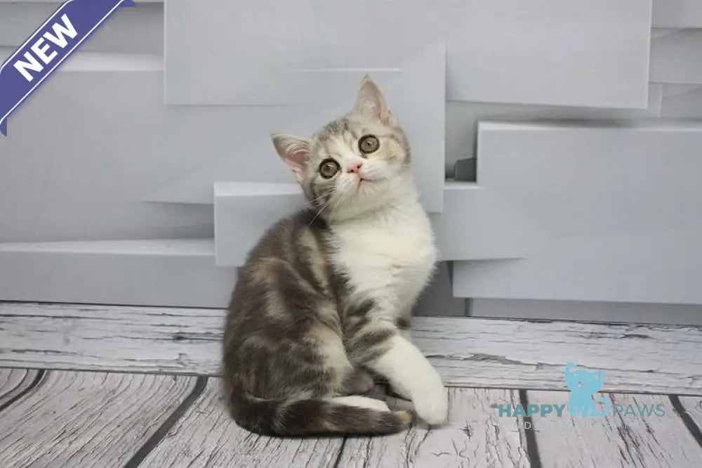Candy Scottish Straight female blue tortie tabby bicolour live animals