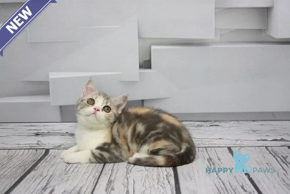 Candy Scottish Straight female blue tortie tabby bicolour live animals