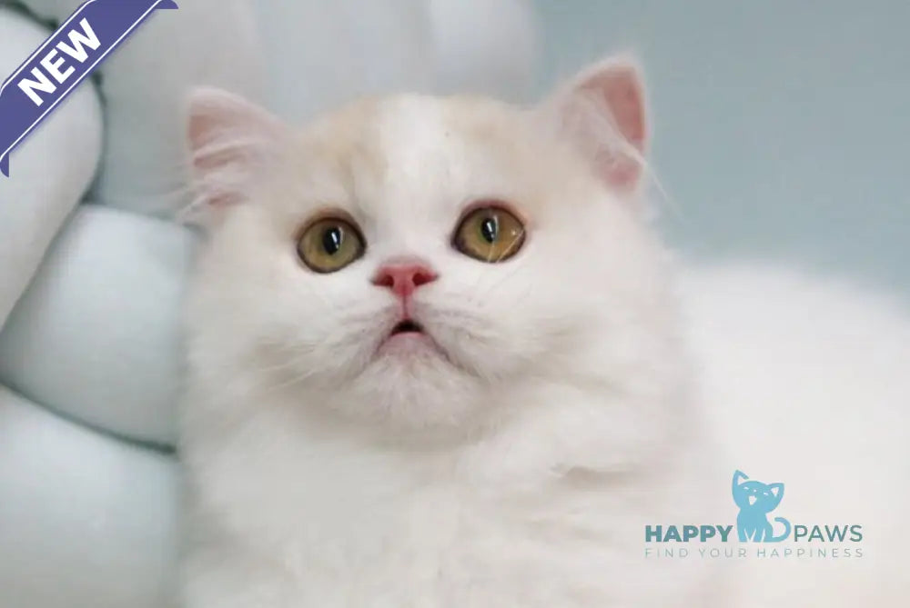 Candy Scottish Straight male red silver tabby van live animals