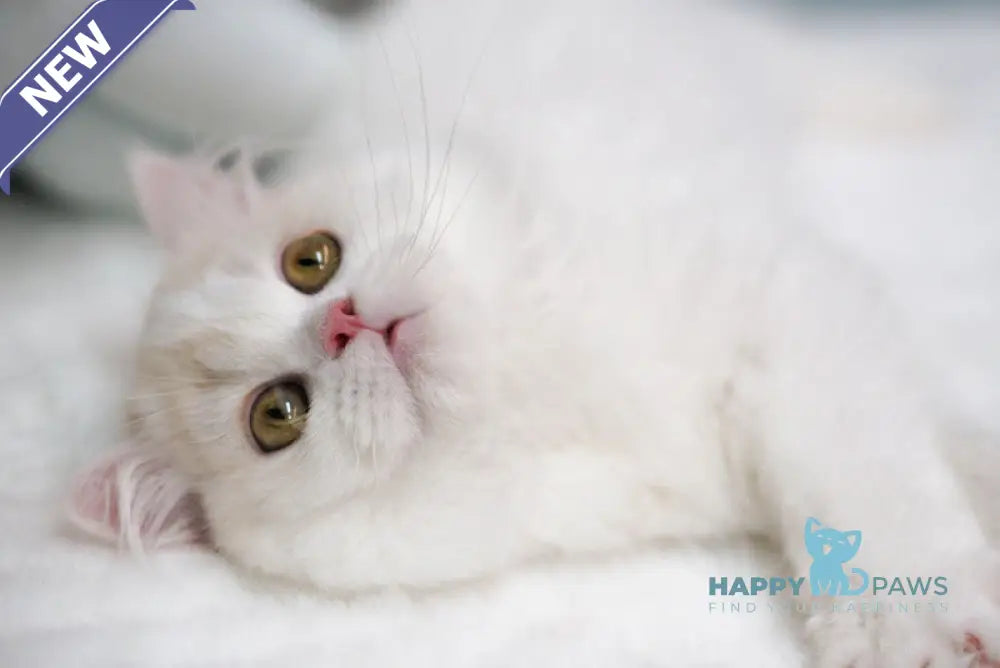 Candy Scottish Straight male red silver tabby van live animals