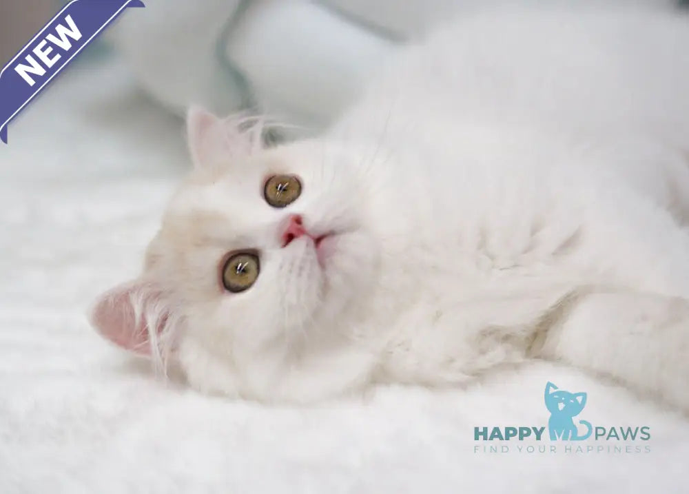 Candy Scottish Straight male red silver tabby van live animals