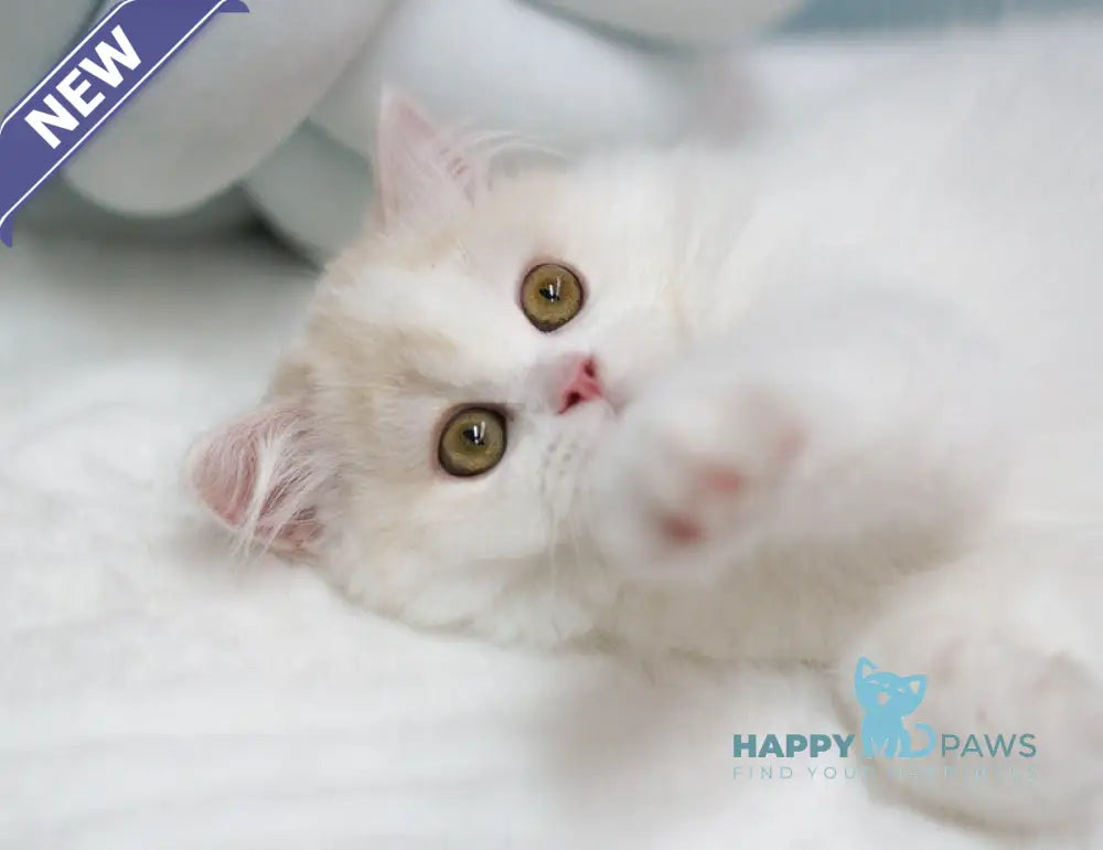 Candy Scottish Straight male red silver tabby van live animals