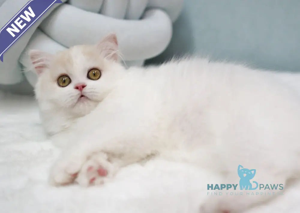 Candy Scottish Straight male red silver tabby van live animals